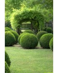 Самшит вічнозелений Куля | Самшит вечнозелёный Шар | Buxus sempervirens Ball